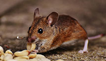 24 Hour & Emergency Exterminators in Wileyville, WV